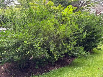 4 Very Large Boxwoods