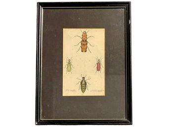 19th Century Hand Colored Beetle Print, Framed Under Glass