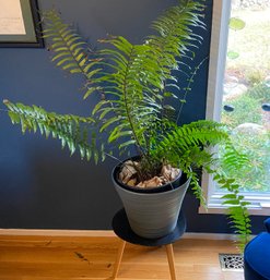 Robusta Fern In Decorative Pot