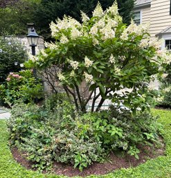 A Large Hydrangea Plant