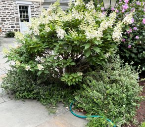 Large Hydrangea Bush - Backyard