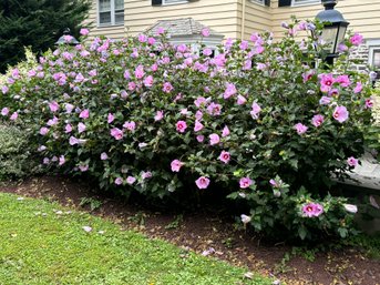 4 Large Rose Of Sharon Plants