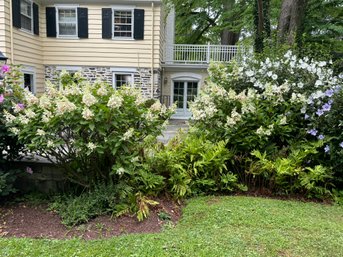 Several Large HYDRANGEAS (Near Sun Room)