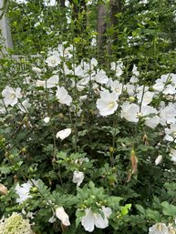 A Large White Rose Of Sharon