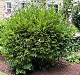 A Large Shrub