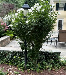 A Large Hibiscus Bush