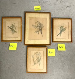 A Collection Of Similar Aged Framed Bird Prints - Rustic