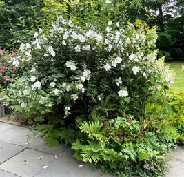 A Rose Of Sharon Bush - White Backyard