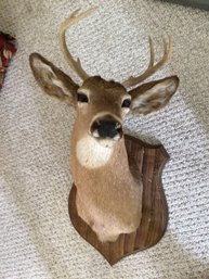 Deer Bust