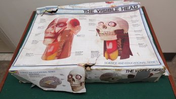 Life Size The Visible Head Plastic Model Kit