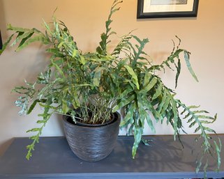 Blue Star Fern In Large Pot