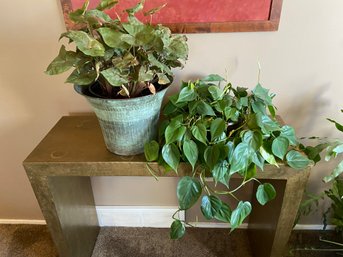 Pair Of Interior House Plants