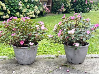 A Pair Of Outdoor Fluted Planters With Live Plants