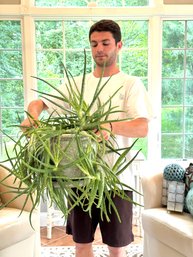 Beautiful Large Aloe Plant In Celadon Pottery Planter