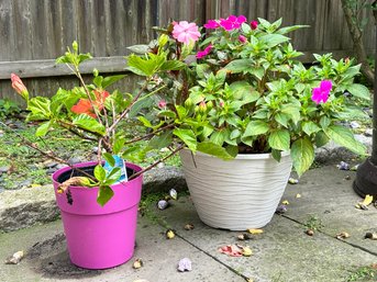 Live Plants IN Pots