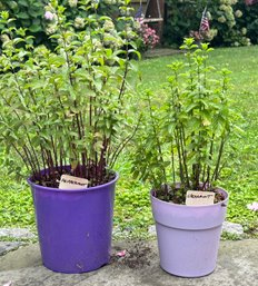 A Pair Of Mint Plants IN Pots - Plant Them And They Will Grow ANYWHERE!