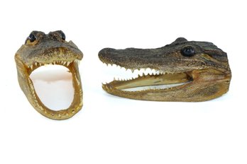 Crocodile Heads