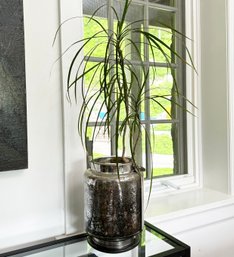 A Mercury Glass Planter With Live Dracaena