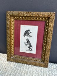 Vintage French Bookplate Of Old World Monkeys, Framed