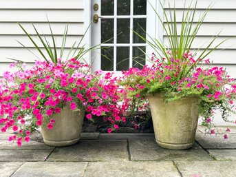 A Pair Of Large Cast Stone Planters With Live Plants!