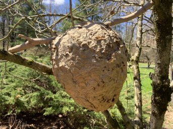 Large Beehive