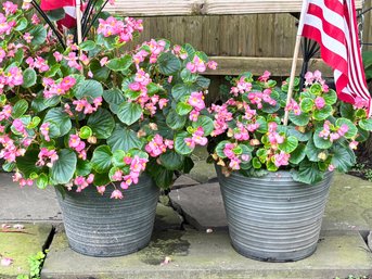 A Pair Of Cast Acrylic Planters With Live Plants!