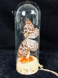 Real Butterfly Glass Dome Display
