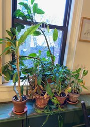 5 Potted House Plants