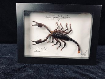 Framed Scorpion