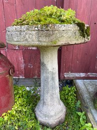 Cement Cast Bird Bath 20x26in With Lovely Greenery Plant