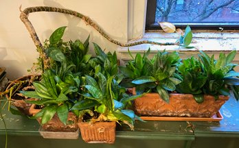 3 House Plants In Rectangular Planters