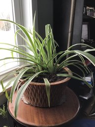 Large Spider Plant In Beautiful Ceramic Pot