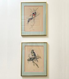 A Pair Of Antique Ornithological Prints