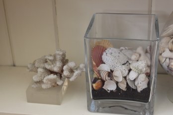 Coral Specimen And Shells In Glass Display Vases