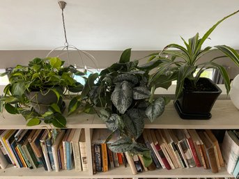 Three Potted Interior House Plants