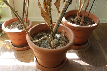 3 Planters With Large Plants 16 And 2 20 In Diameter Pots