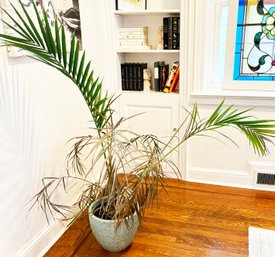 A Parlor Palm In Modern Ceramic Planter