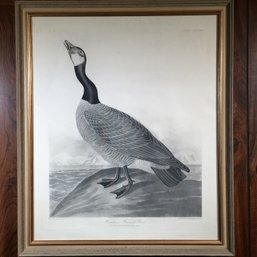 Very Pretty J J Audubon Print - Hutchins Barnacle Goose - Print Struck From Original Havell Engraving
