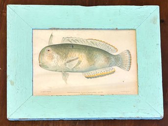 A Vintage Fish Lithograph - In Painted Wood Frame