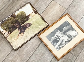A Pair Of Vintage Canine Photographs