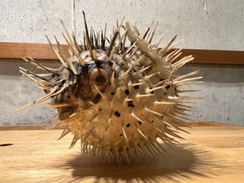 Dried Porcupine Puffer Fish