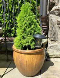 A Glazed Earthenware Urn With Live Tree