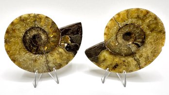 Pair Of Natural Ammonite Polished Fossils Half Cut With Stands