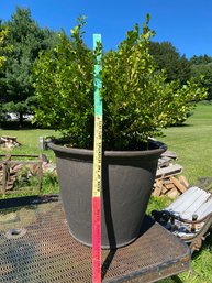 Large Resin Potted Plant 40in Tall Pot Is 24x19 HEAVY Bring Your Help To Load Lot 2