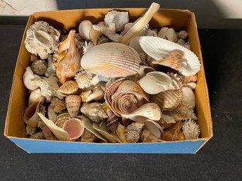 LARGE VICTORIAN SHELL COLLECTION