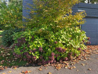 A Collection Of Approx 5 Hydrangeas - Left Of Garage