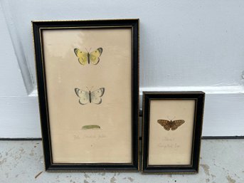 Two Reverand Francis O. Morris (Anglo-Irish, 1810-93) Hand Colored Lithographs, Butterflies (a)