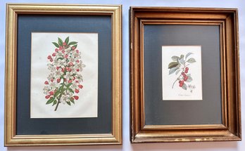 2 Vintage Botanical Prints, One With Cherries, In Gilded Frames