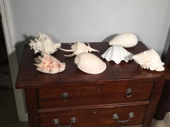 Beautiful Lot Of All Large Sea Shells - Collected All Over The World - All Unique Styles And Shapes !