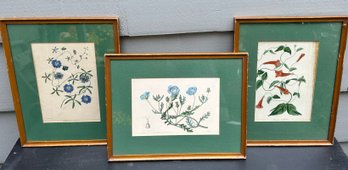 Trio Of Vintage Botanicals Dated 1834